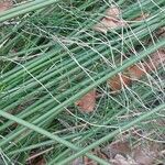 Scirpoides holoschoenus Folha