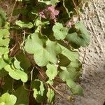 Cymbalaria muralisFulla