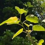 Ficus citrifolia Folla