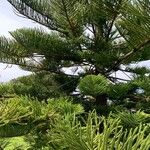 Araucaria heterophylla葉