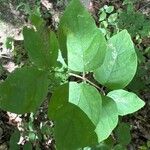 Lonicera canadensis Leaf