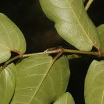 Piper tuberculatum Leaf