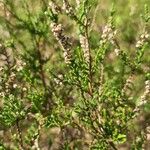 Calluna vulgaris花