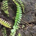 Adiantum caudatum 葉