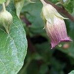 Atropa bella-donna Blomst