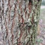 Ulmus laevis Bark