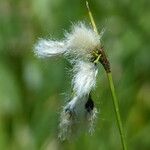 Eriophorum latifolium 花