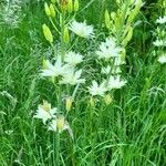 Camassia leichtlinii Blüte