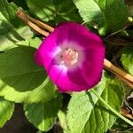 Callirhoe digitata Flower