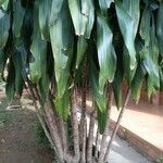 Dracaena fragransDeilen