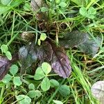 Ajuga reptans List