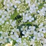 Lepidium draba Flower