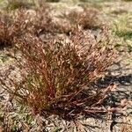 Juncus pygmaeus Vekstform