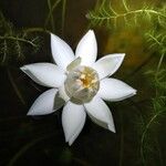 Nymphaea amazonum Flower