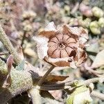 Malva multiflora Fruit