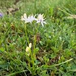 Ornithogalum baeticum Цветок
