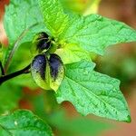 Nicandra physalodes 叶