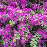 Bougainvillea spectabilis Облик