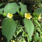 Sida acuta Blüte