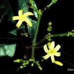 Alstonia vieillardii Flower