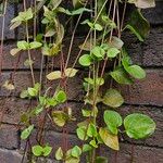 Vinca major Habit