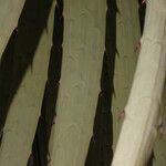 Puya raimondii Blatt
