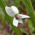 Viola lanceolata Flor