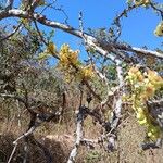 Curatella americana Flors