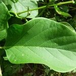 Canavalia rosea Leaf