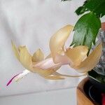 Schlumbergera truncataBlomst