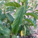 Solanum bonariense Leaf