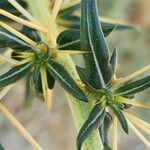 Xanthium spinosum Leaf