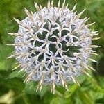 Echinops bannaticusKvet