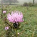 Cirsium discolorFlor