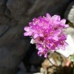 Armeria alpina Other