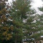 Pinus strobus Vekstform