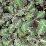 Episcia lilacina Costuma