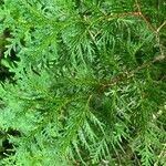 Thuja occidentalisList