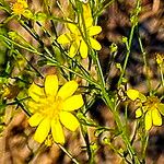 Gutierrezia texana Cvet