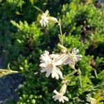 Silene douglasii Flower