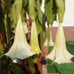 Brugmansia suaveolens Blüte