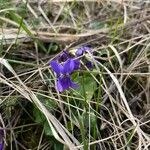 Viola odorata Flower