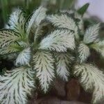 Fittonia albivenis List