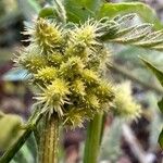 Torilis nodosa Fruit