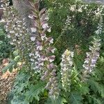 Acanthus spinosusBlomst