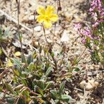 Tuberaria lignosa Habitus