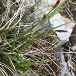 Carex halleriana Kvet