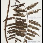 Cyathea cyatheoides Folla