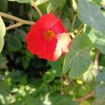 Tropaeolum minus Flor