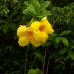 Allamanda cathartica Květ